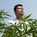 Farmer growing hemp and checking plants growth, agriculture and environment concept