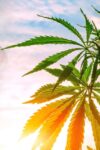 Key Track-and-Trace (Metrc) Compliance Deadlines Every California Cannabis Licensee Must Know